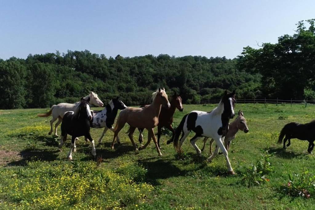 Gite Equestre Domaine Des Crins - Monpazier Capdrot Exterior photo